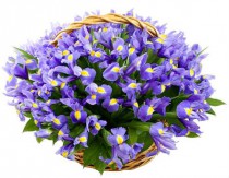 Basket of blue irises